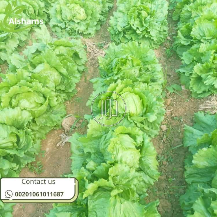 محاصيل زراعية في الكويت - دوّر.كوم