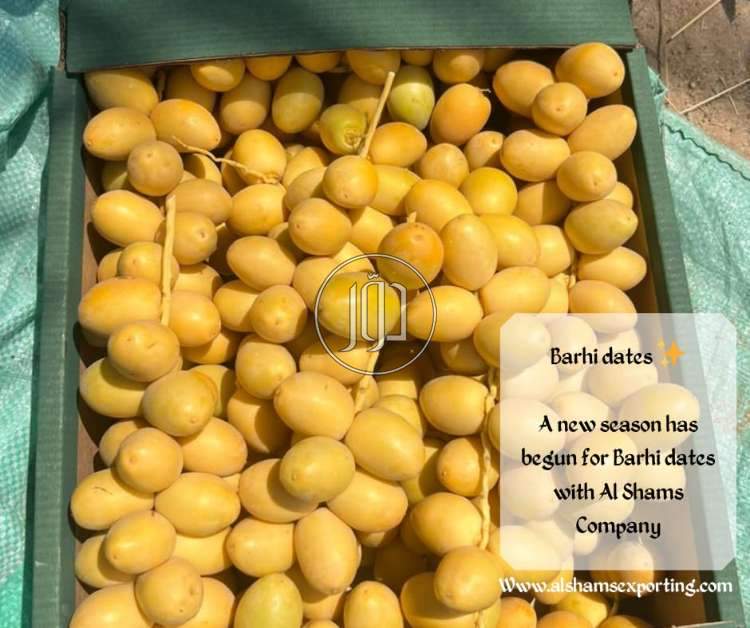 صور محاصيل وبذور زراعية في الكويت - دوّر.كوم