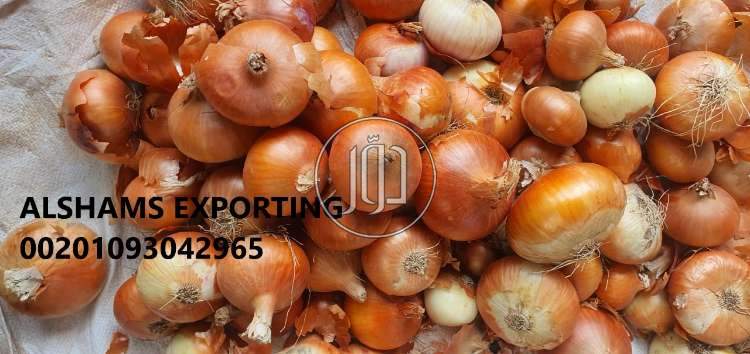 صور محاصيل وبذور زراعية في الكويت - دوّر.كوم