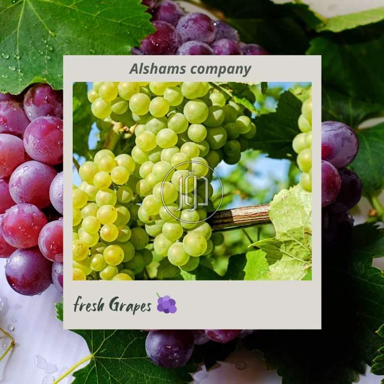 صور محاصيل وبذور زراعية في الكويت - دوّر.كوم