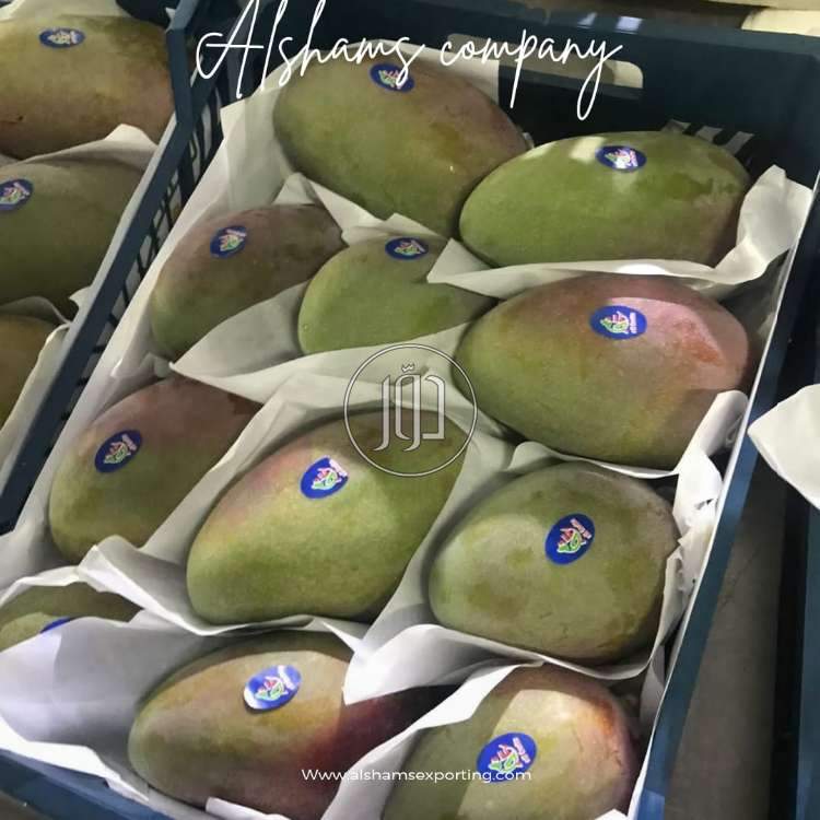 صور محاصيل وبذور زراعية في الكويت - دوّر.كوم