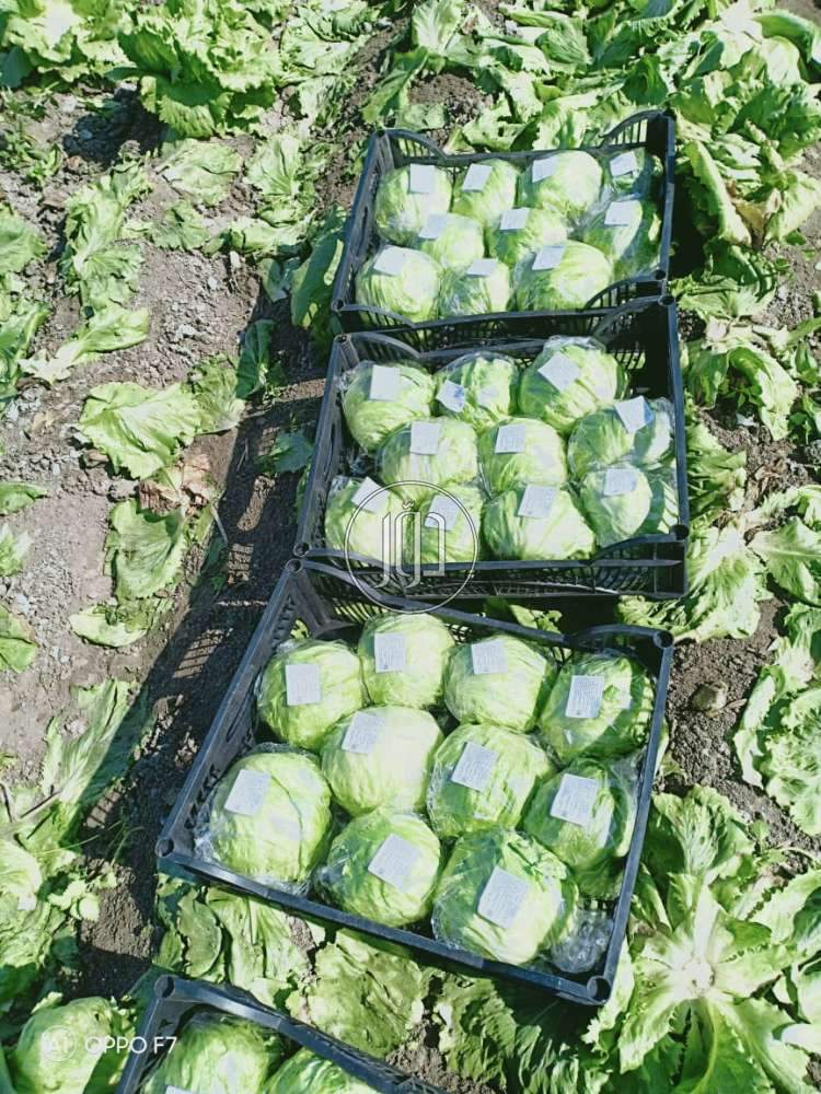 صور محاصيل وبذور زراعية في الكويت - دوّر.كوم