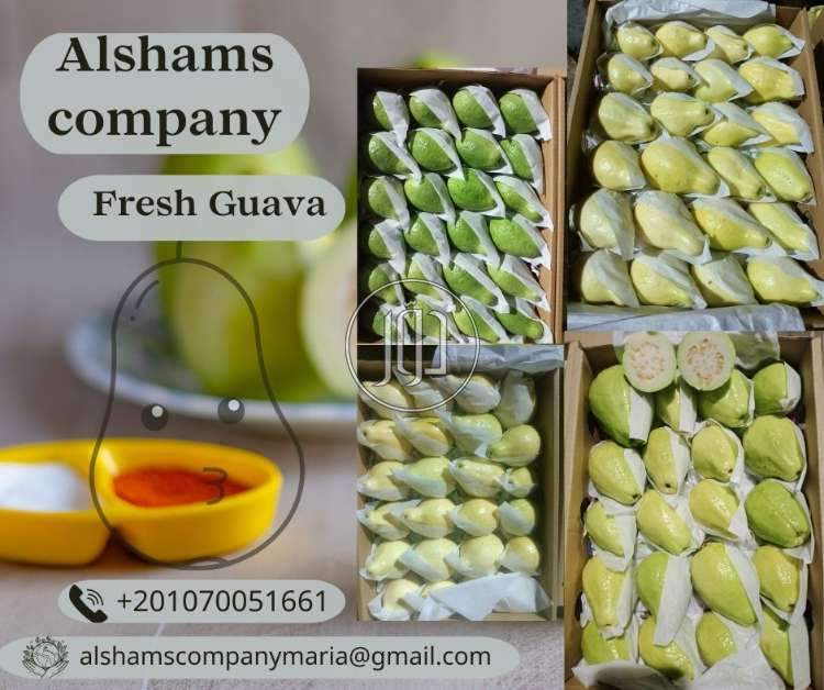 محاصيل زراعية في الكويت - دوّر.كوم