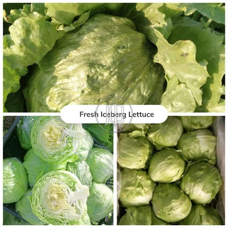 صور محاصيل وبذور زراعية في الكويت - دوّر.كوم