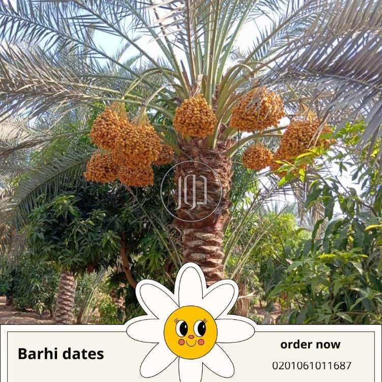 صور محاصيل وبذور زراعية في الكويت - دوّر.كوم