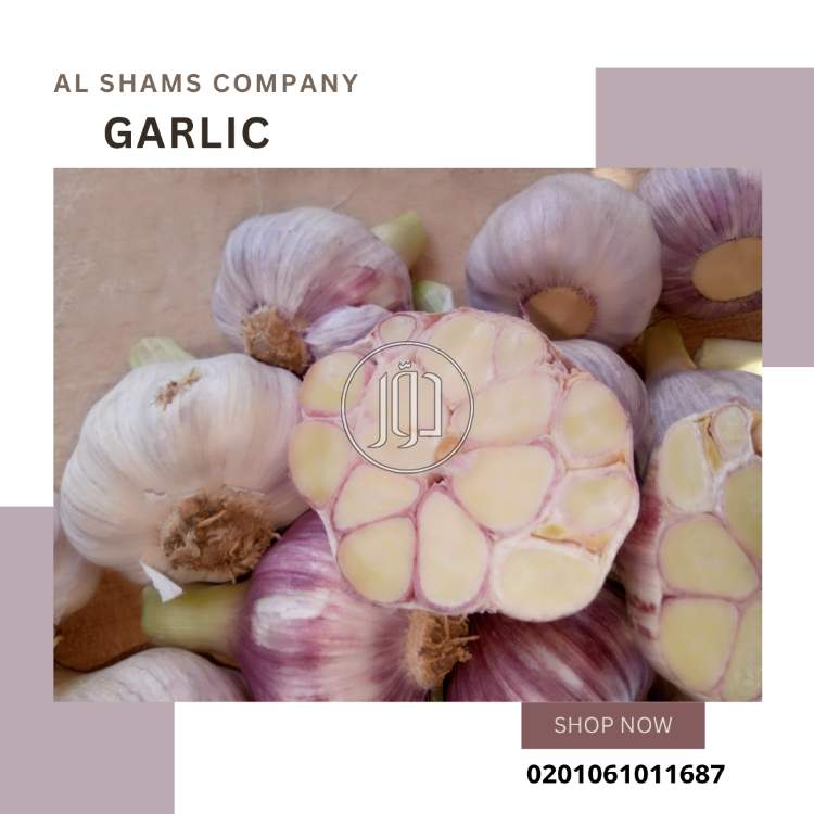 صور محاصيل وبذور زراعية في الكويت - دوّر.كوم