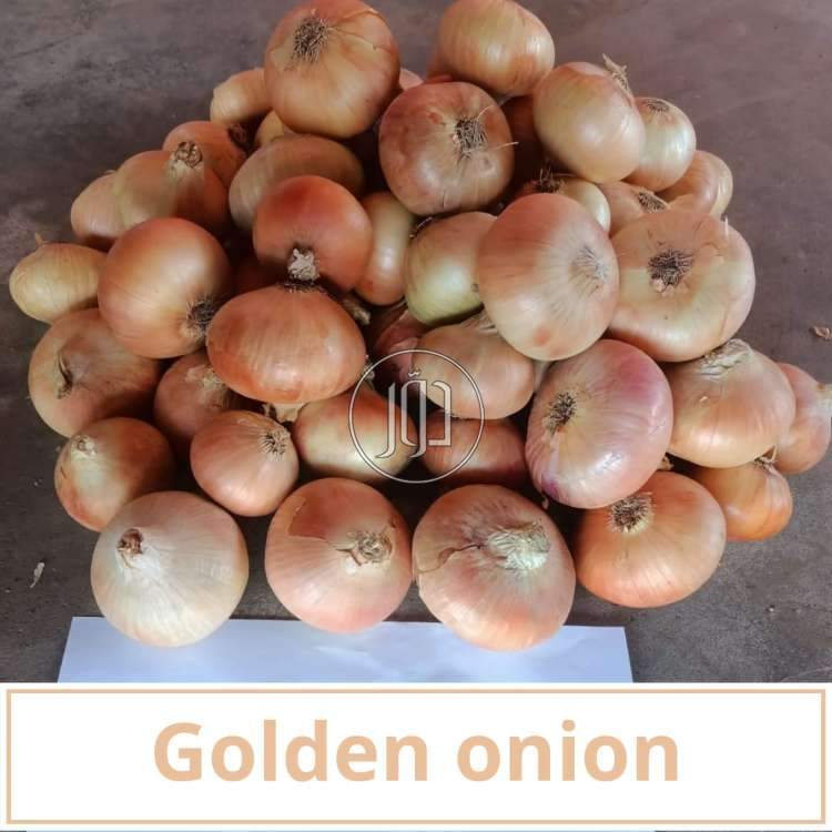 صور محاصيل وبذور زراعية في الكويت - دوّر.كوم