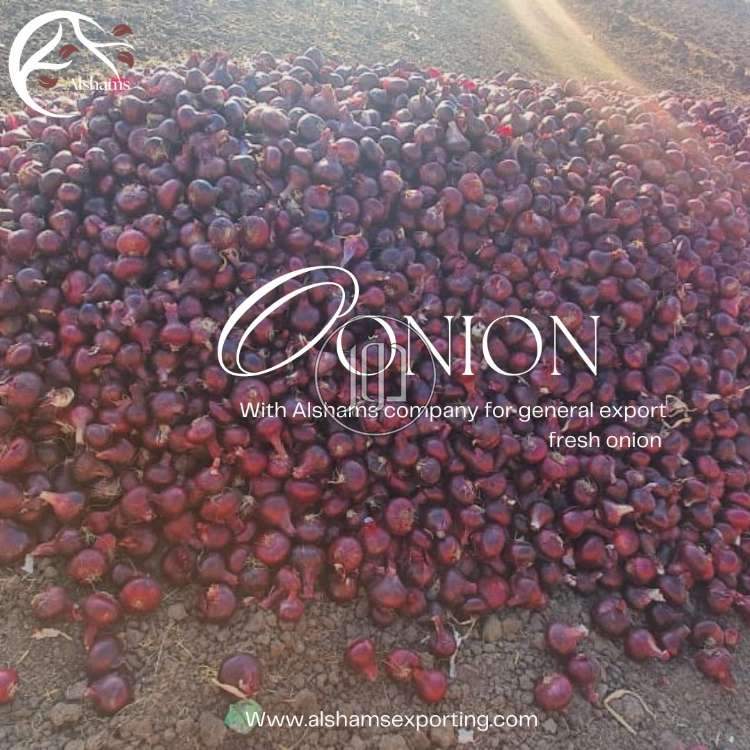 صور محاصيل وبذور زراعية في الكويت - دوّر.كوم