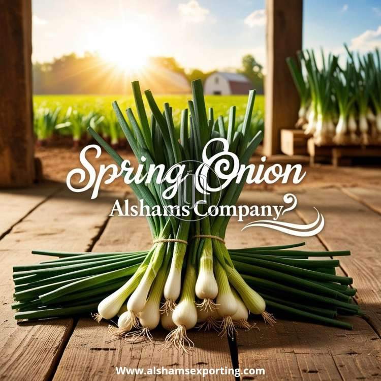 صور محاصيل وبذور زراعية في الكويت - دوّر.كوم