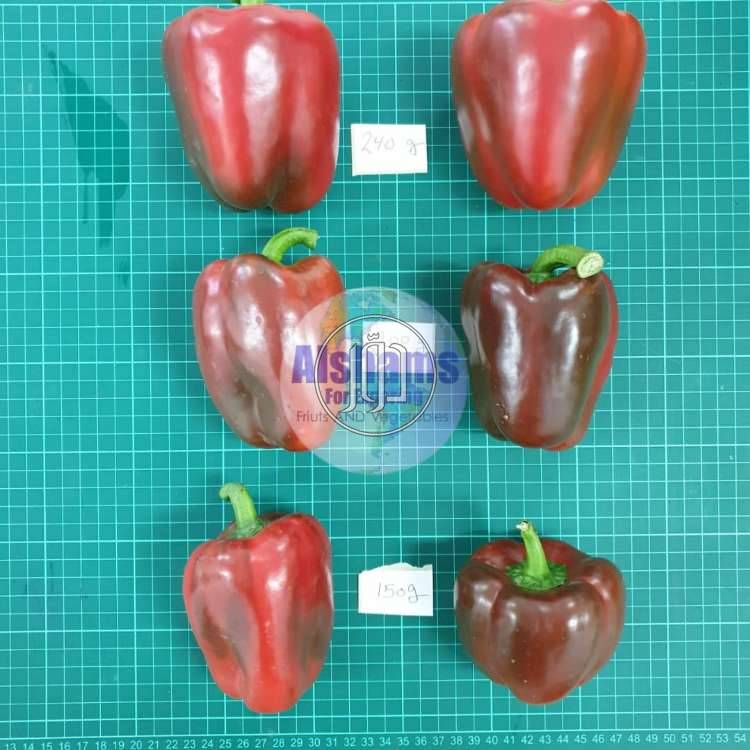 صور محاصيل وبذور زراعية في الكويت - دوّر.كوم