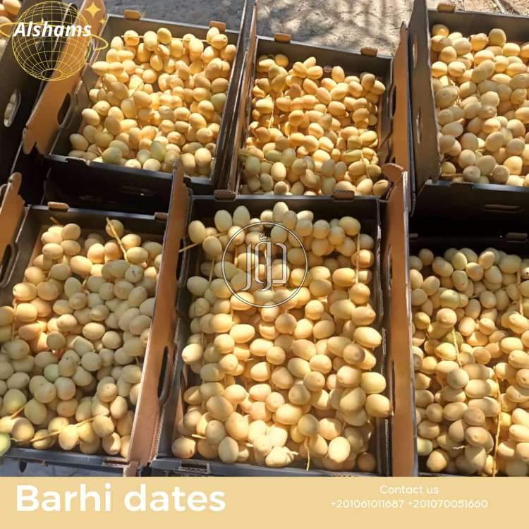 صور محاصيل وبذور زراعية في الكويت - دوّر.كوم