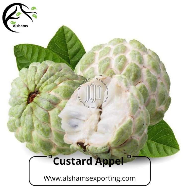 Custard apple