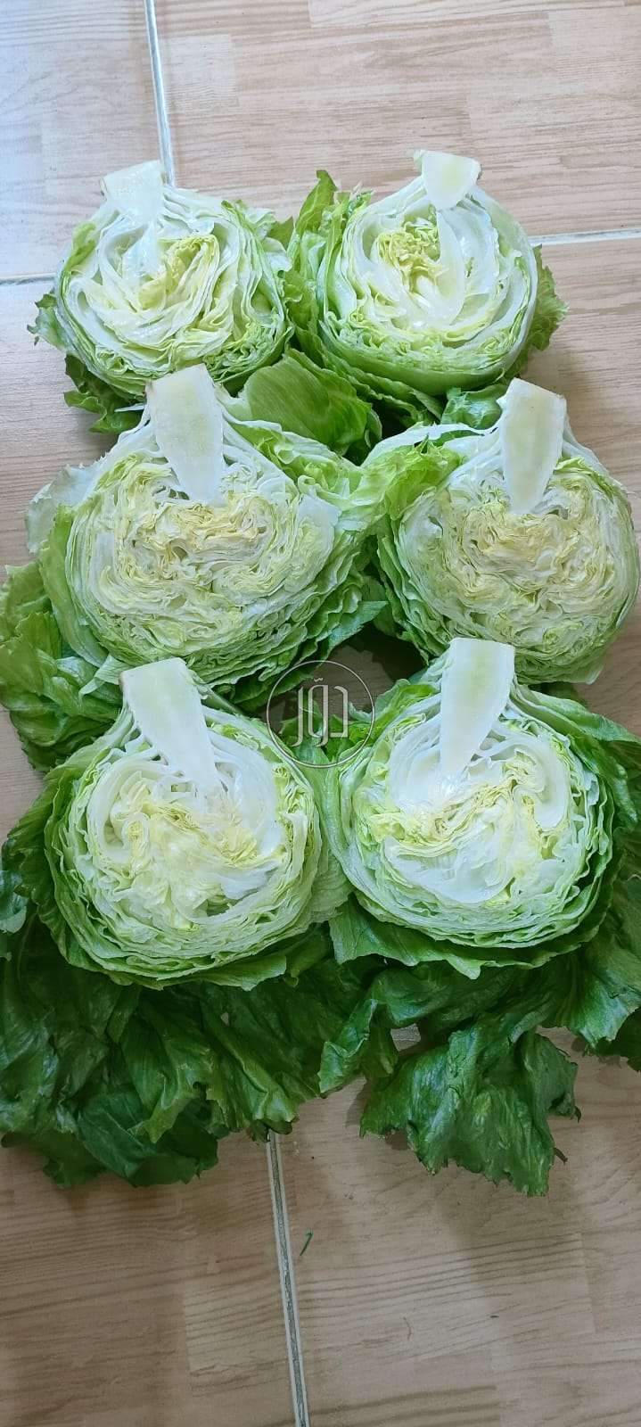 صور محاصيل وبذور زراعية في الكويت - دوّر.كوم