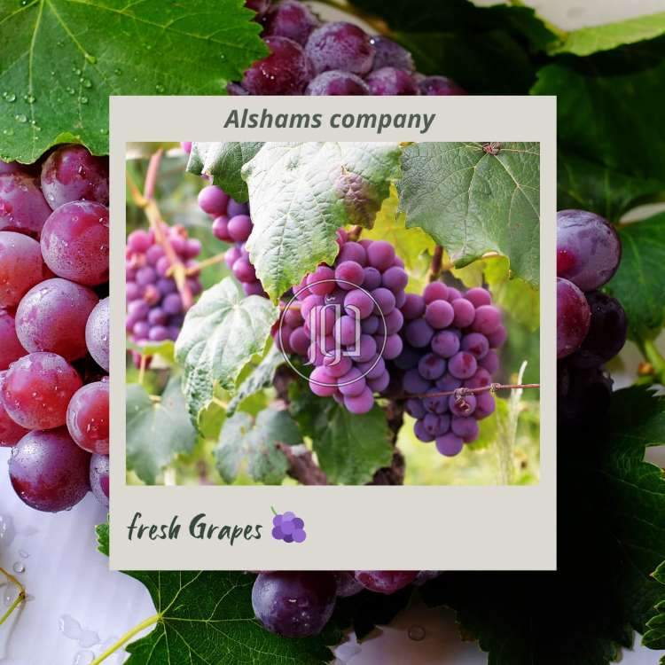 صور محاصيل وبذور زراعية في الكويت - دوّر.كوم