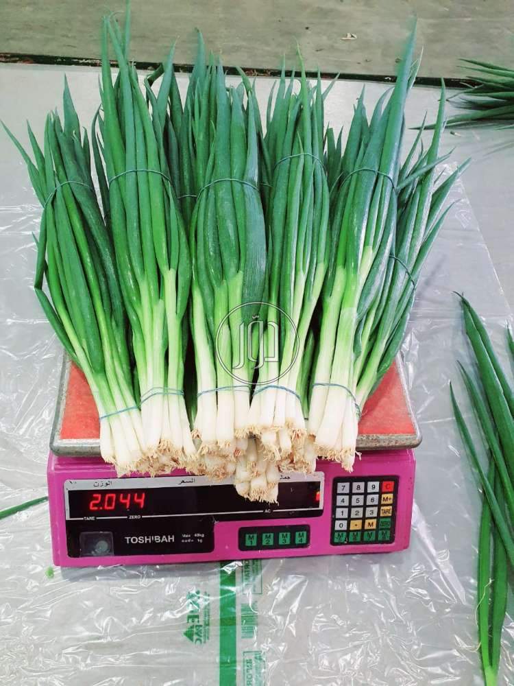 صور محاصيل وبذور زراعية في الكويت - دوّر.كوم