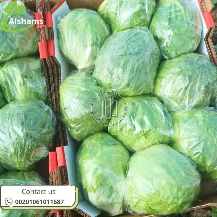 محاصيل زراعية في الكويت - دوّر.كوم