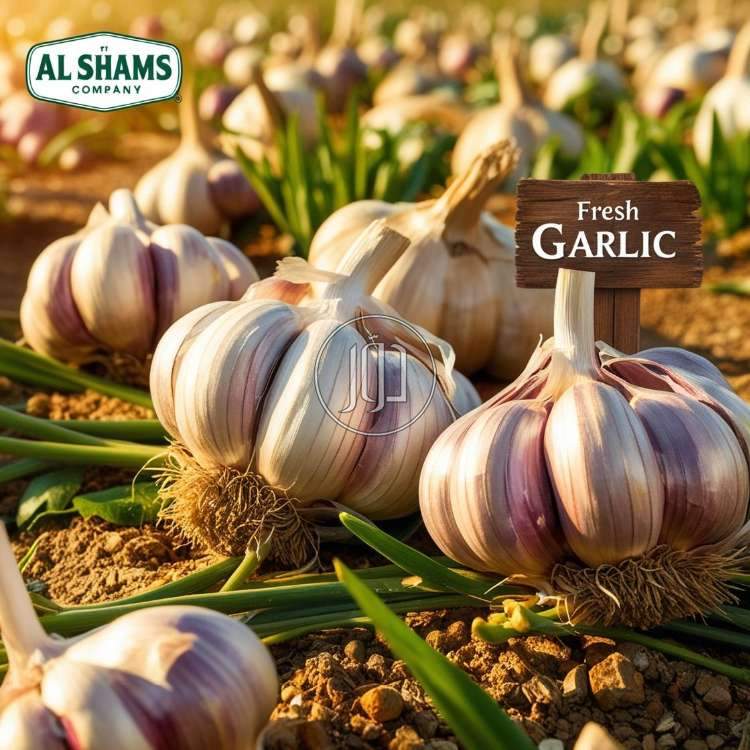 صور محاصيل وبذور زراعية في الكويت - دوّر.كوم