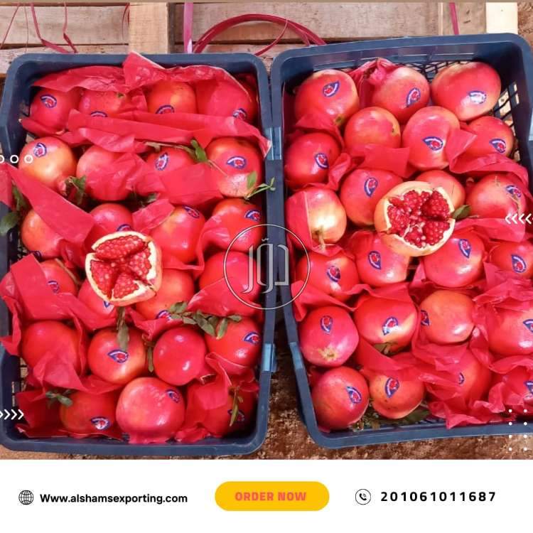 صور محاصيل وبذور زراعية في الكويت - دوّر.كوم