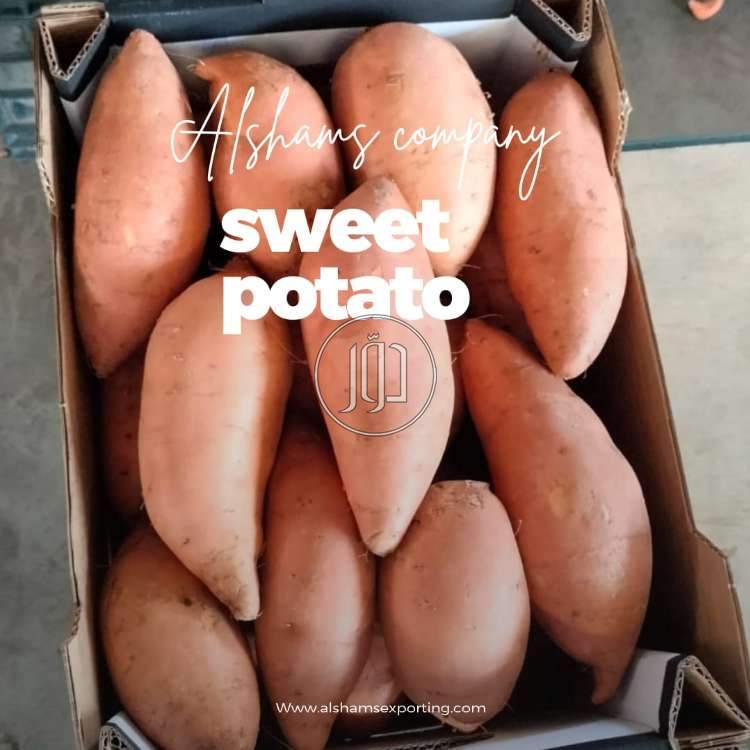 صور محاصيل وبذور زراعية في الكويت - دوّر.كوم