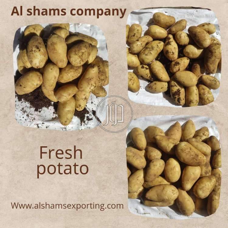 صور محاصيل وبذور زراعية في الكويت - دوّر.كوم