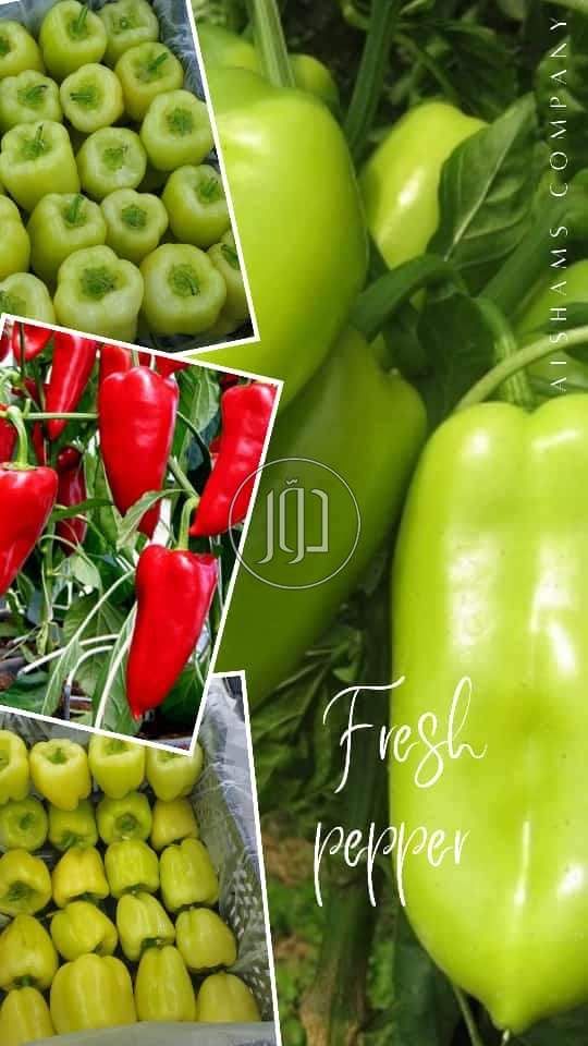 صور محاصيل وبذور زراعية في الكويت - دوّر.كوم