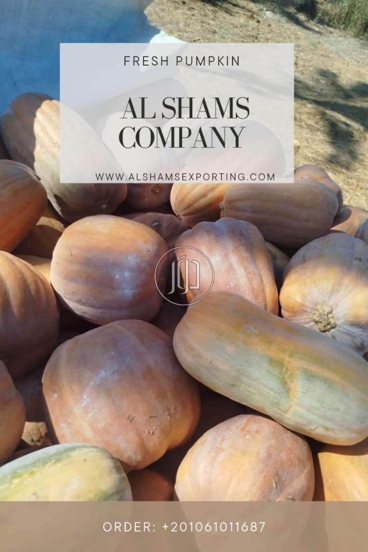 صور محاصيل وبذور زراعية في الكويت - دوّر.كوم