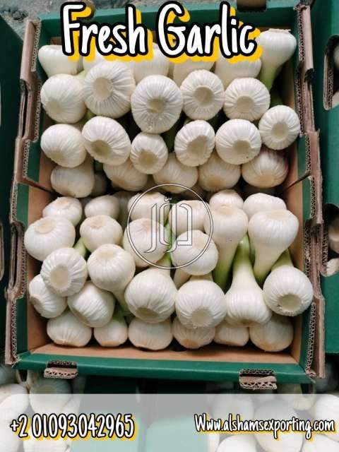 محاصيل زراعية في الكويت