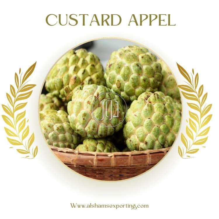 Custard apple