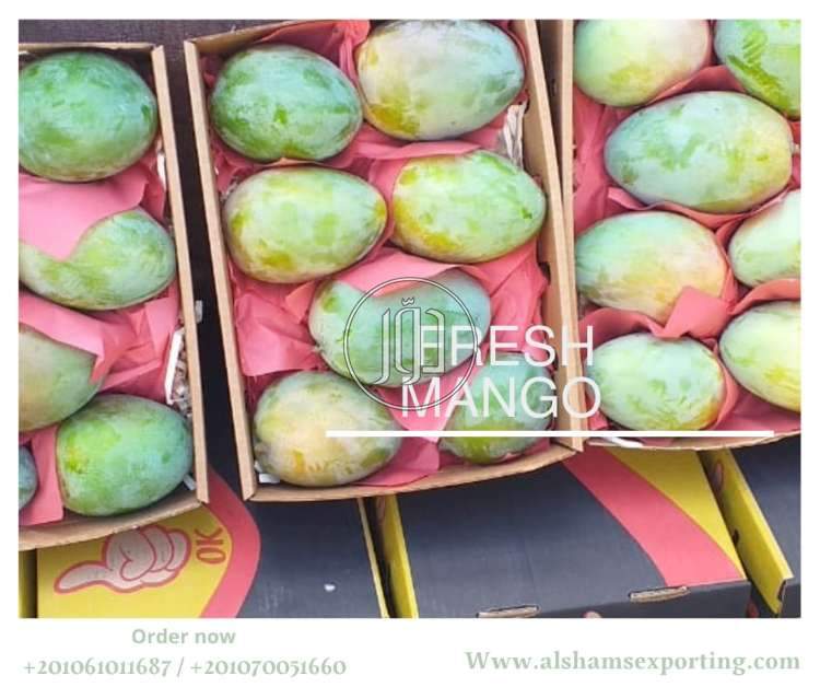 صور محاصيل وبذور زراعية في الكويت - دوّر.كوم