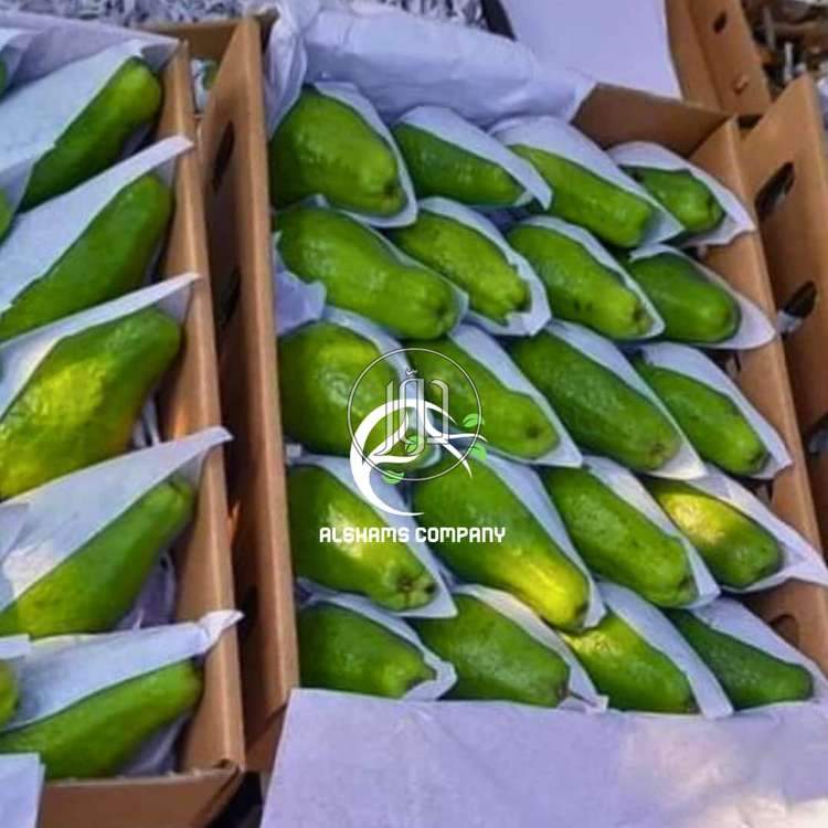 صور محاصيل وبذور زراعية في الكويت - دوّر.كوم