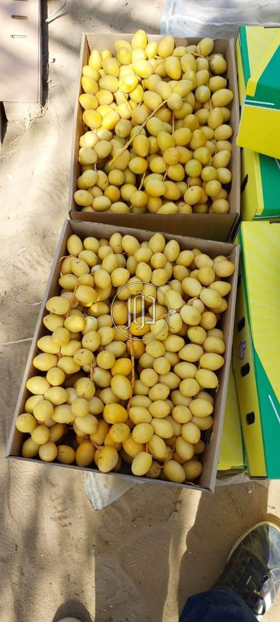 محاصيل زراعية في الكويت - دوّر.كوم