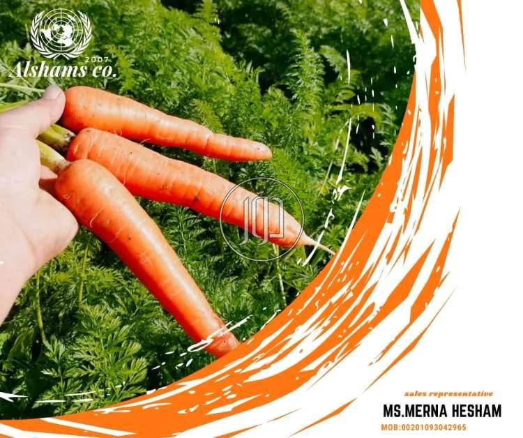 صور محاصيل وبذور زراعية في الكويت - دوّر.كوم