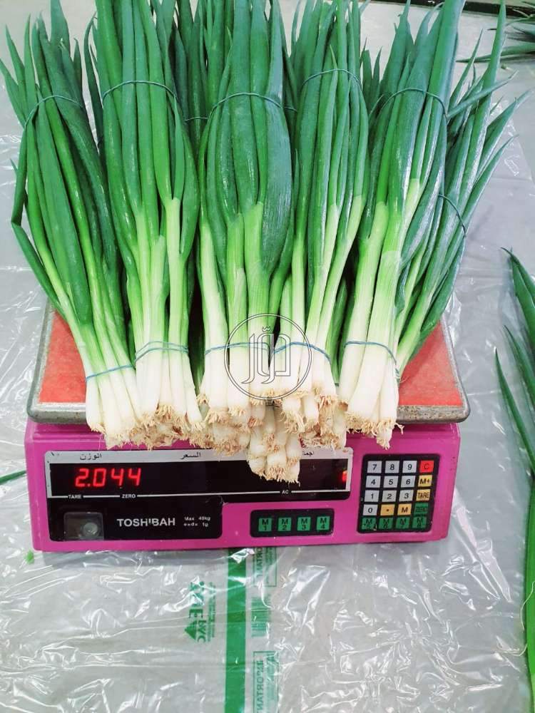 صور محاصيل وبذور زراعية في الكويت - دوّر.كوم