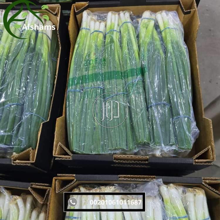 صور محاصيل وبذور زراعية في الكويت - دوّر.كوم