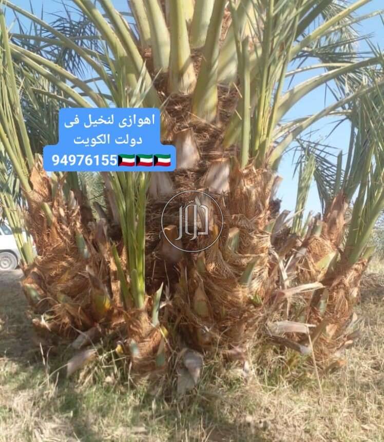 صور محاصيل وبذور زراعية في الكويت - دوّر.كوم