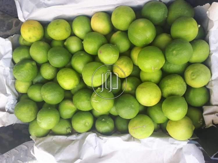 صور محاصيل وبذور زراعية في الكويت - دوّر.كوم