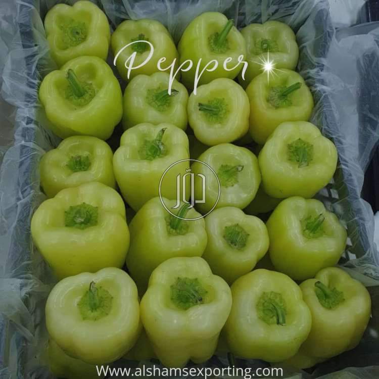 صور محاصيل وبذور زراعية في الكويت - دوّر.كوم