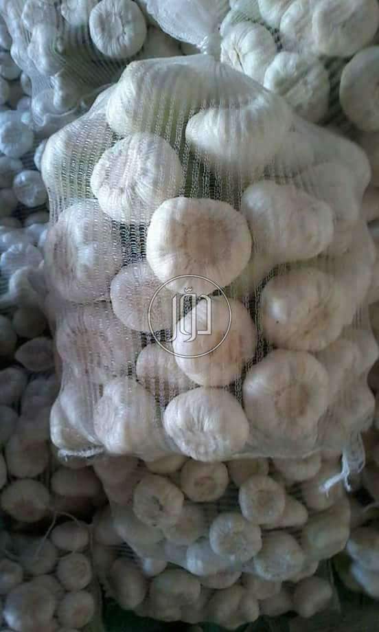 صور محاصيل وبذور زراعية في مصر - دوّر.كوم