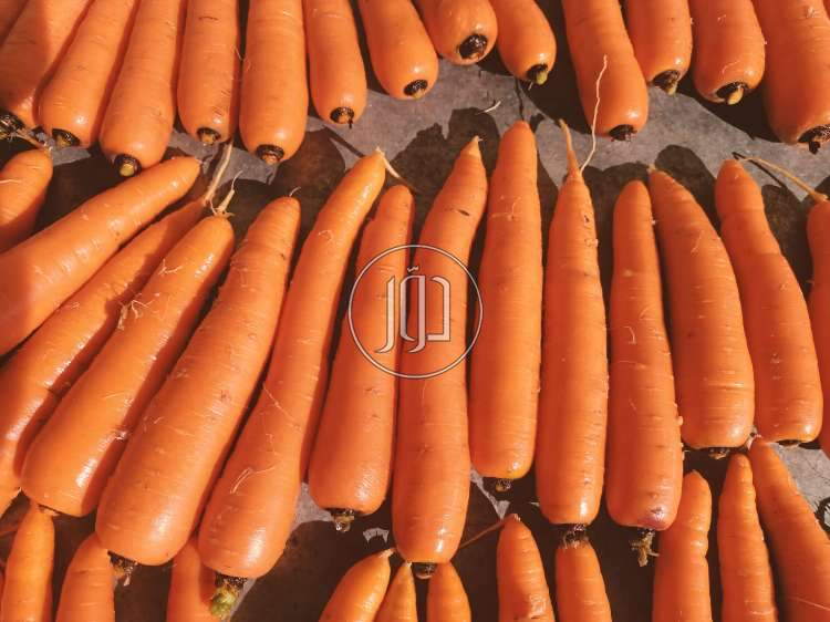 صور محاصيل وبذور زراعية في مصر - دوّر.كوم