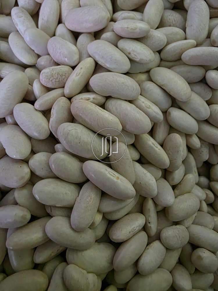 محاصيل زراعية في مصر - دوّر.كوم
