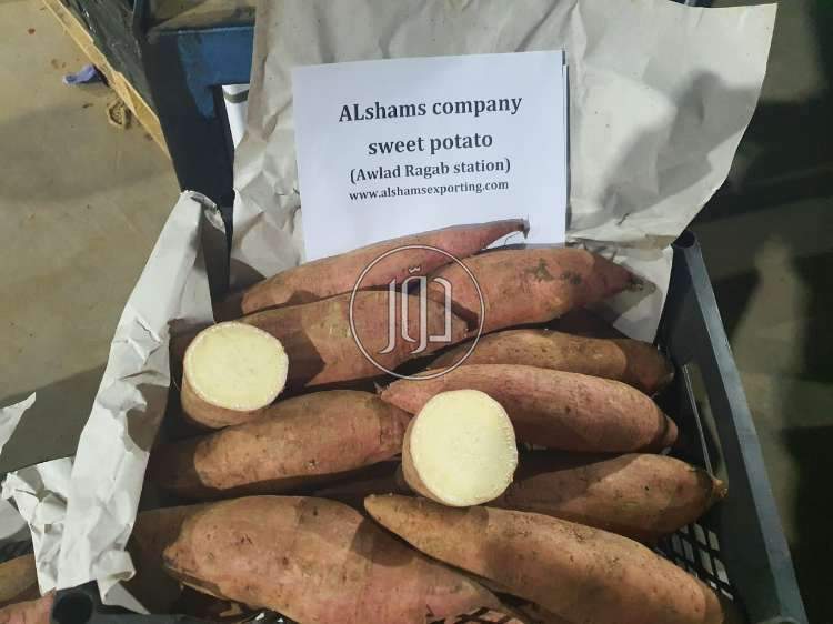 صور محاصيل وبذور زراعية في مصر - دوّر.كوم