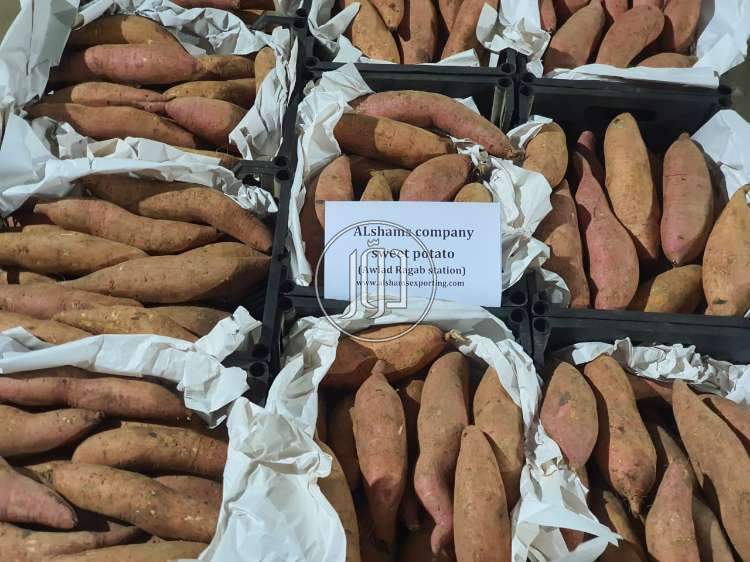 صور محاصيل وبذور زراعية في مصر - دوّر.كوم