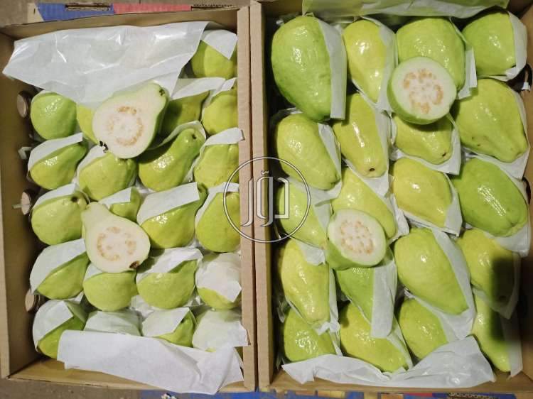 صور محاصيل وبذور زراعية في مصر - دوّر.كوم