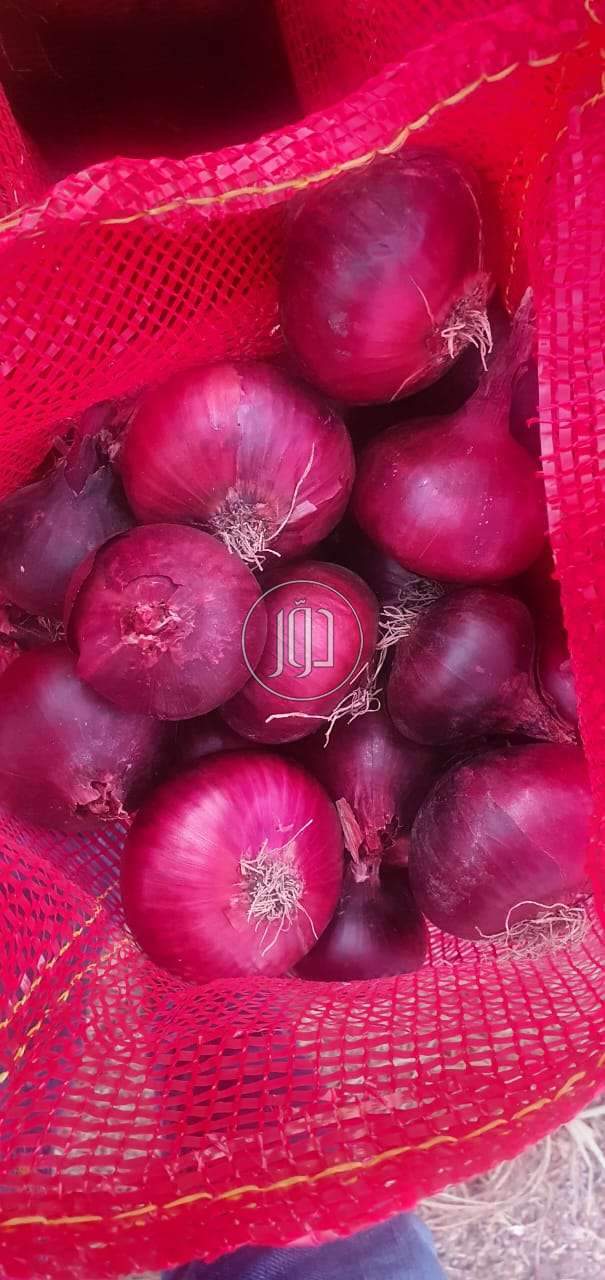 صور محاصيل وبذور زراعية في الغربية - دوّر.كوم