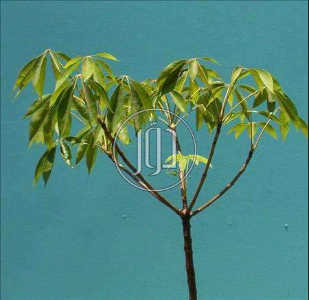 علام لتنسيق الحدائق ومكافحة الحشرات