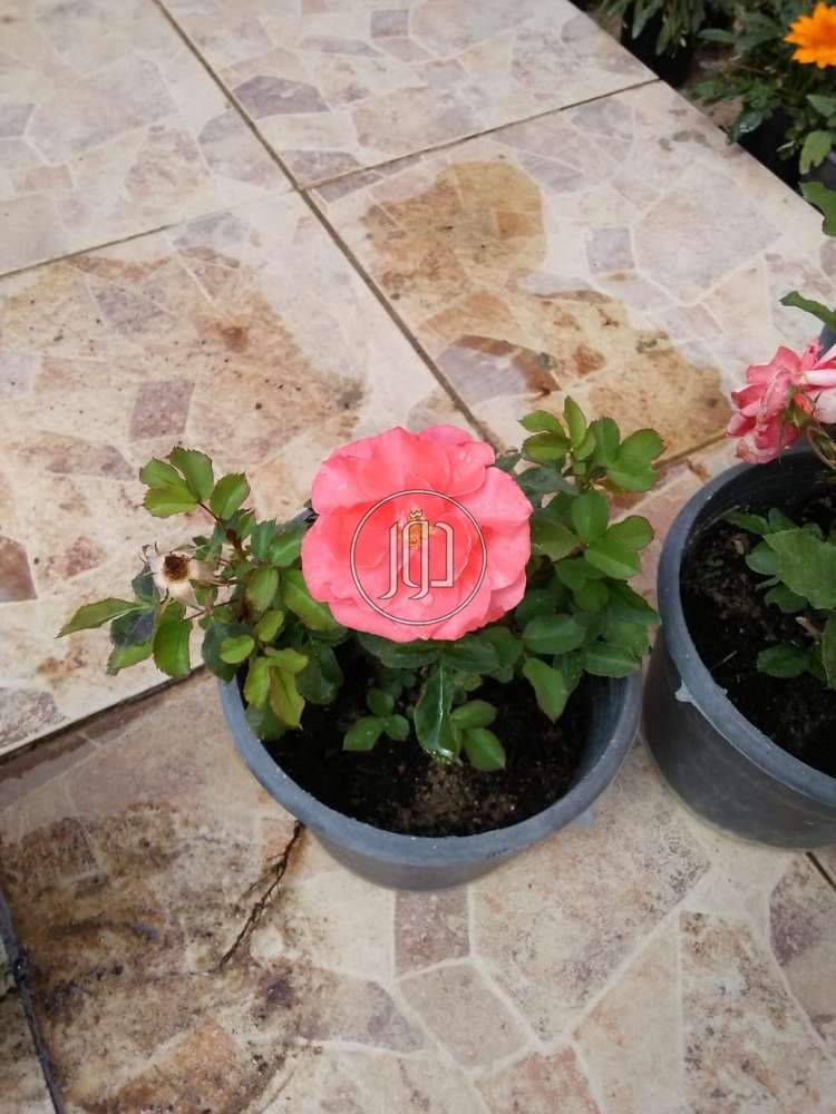 صور مستلزمات ديكور للبيع في القاهرة - دوّر.كوم