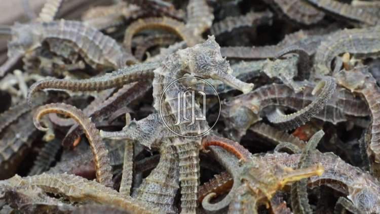 صور مستلزمات طبية للبيع في شمال سيناء - دوّر.كوم