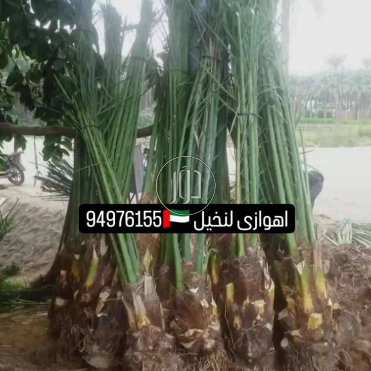 صور معدات زراعية للبيع في الكويت - دوّر.كوم