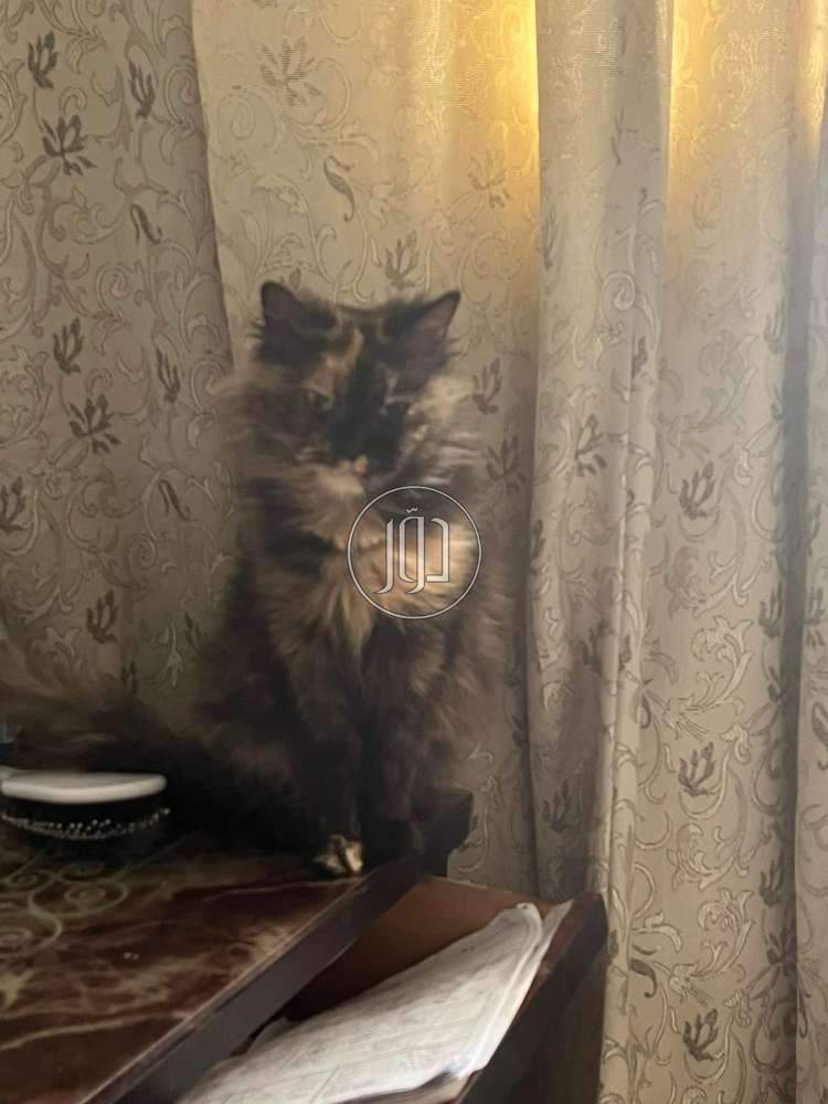 صور اسماك وطيور الزينة للبيع في الإسكندرية - دوّر.كوم