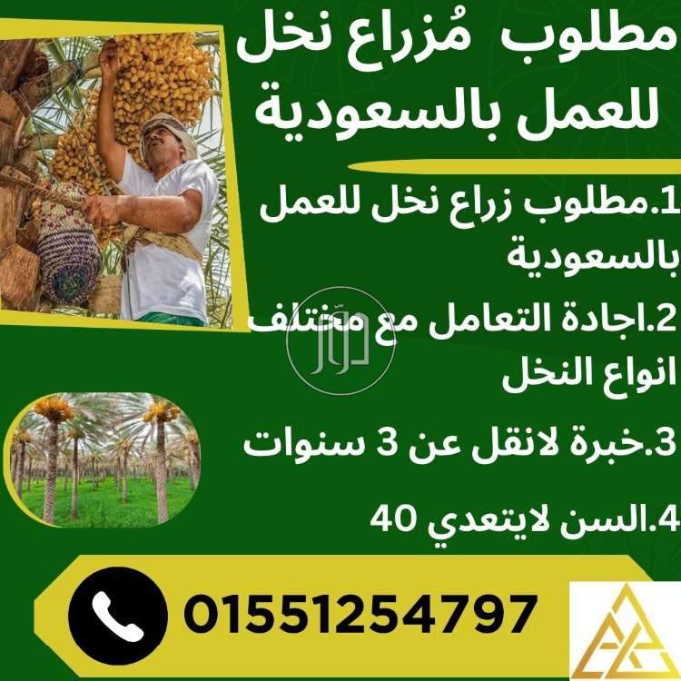 صور وظائف عمال وحرفيين في الجيزة - دوّر.كوم